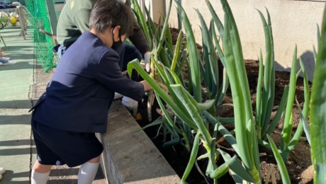 Partager avec les enfants les attraits originels de la ciboule japonaise de variété pure