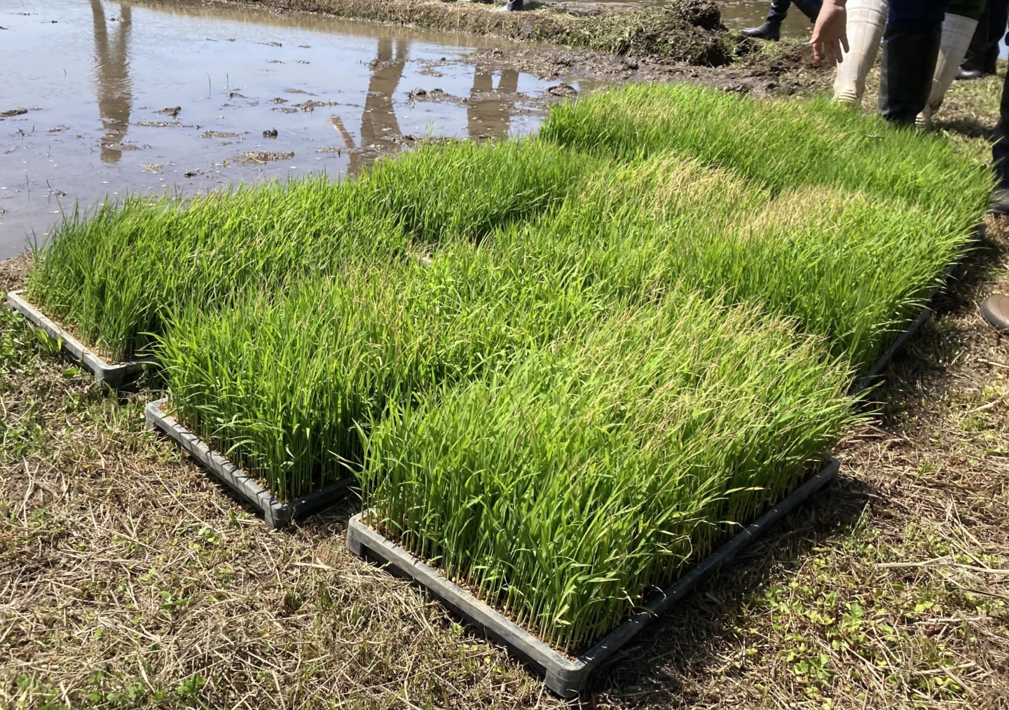 Eitaro Sohonpo : de la plantation du riz à la fabrication des wagashi