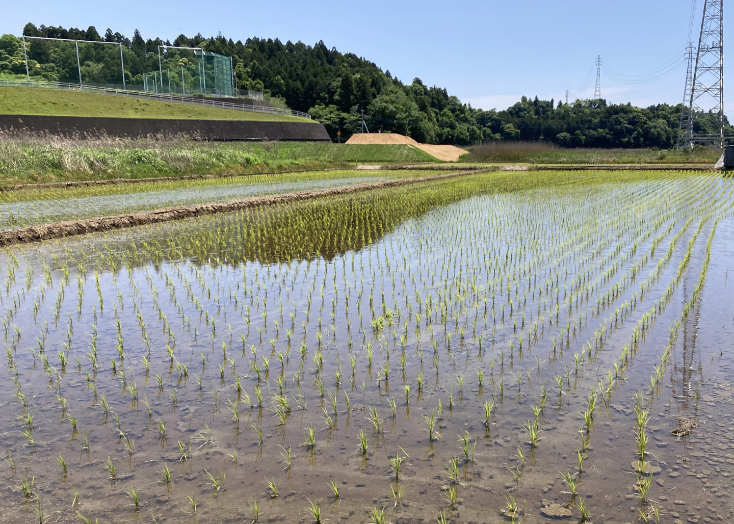 Eitaro Sohonpo : de la plantation du riz à la fabrication des wagashi