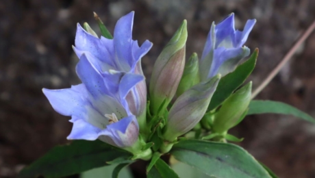 [Association des médicaments bruts de Tokyo] Approfondissez vos connaissances en phytothérapie cet automne au jardin botanique — Inscriptions ouvertes
