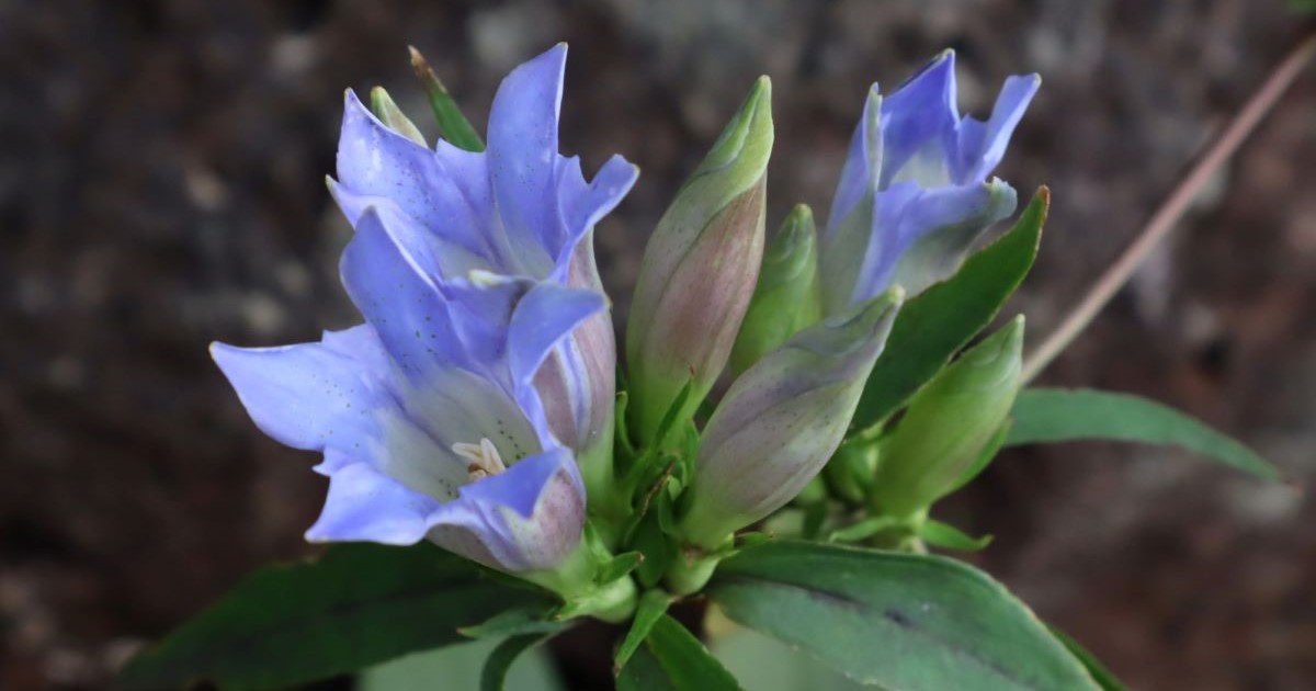 [Association des médicaments bruts de Tokyo] Approfondissez vos connaissances en phytothérapie cet automne au jardin botanique — Inscriptions ouvertes