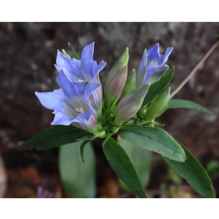 [Association des médicaments bruts de Tokyo] Approfondissez vos connaissances en phytothérapie cet automne au jardin botanique — Inscriptions ouvertes