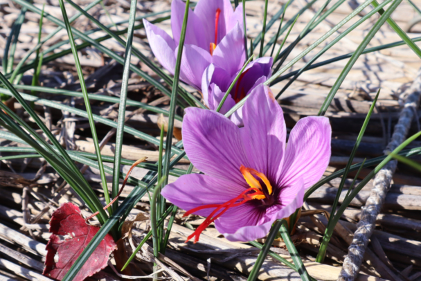 [Association des médicaments bruts de Tokyo] Approfondissez vos connaissances en phytothérapie cet automne au jardin botanique — Inscriptions ouvertes