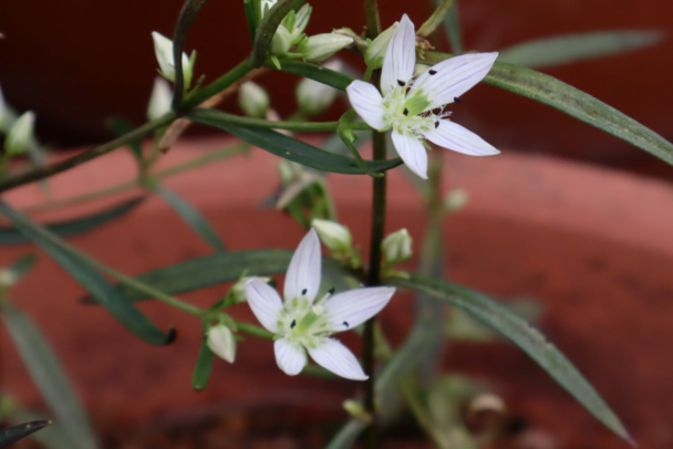 [Association des médicaments bruts de Tokyo] Approfondissez vos connaissances en phytothérapie cet automne au jardin botanique — Inscriptions ouvertes